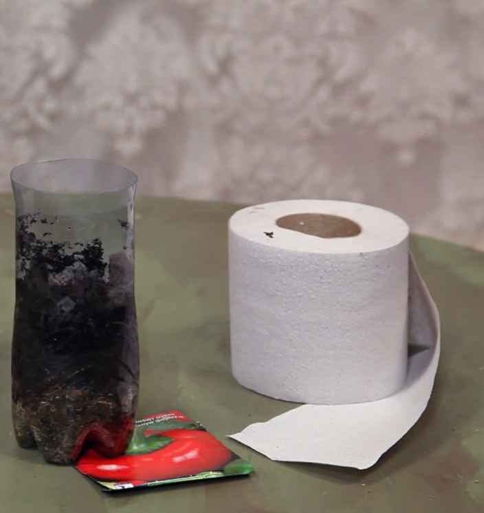 Выращиваем рассаду перца