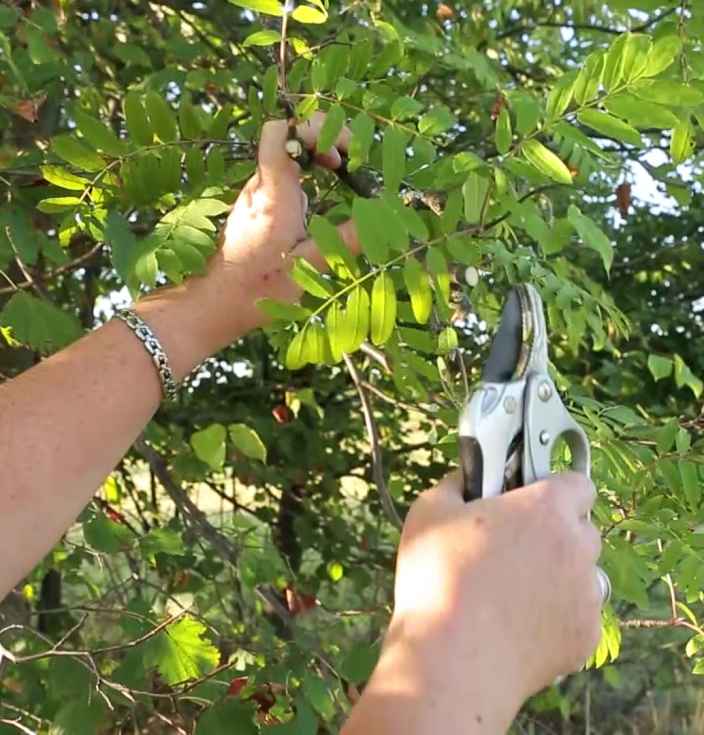 Заготавливаем веники для бани на зиму