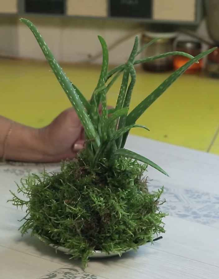 Сажаем растения без горшка
