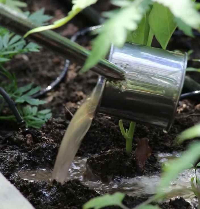 Удобрение для баклажанов из старого картофеля