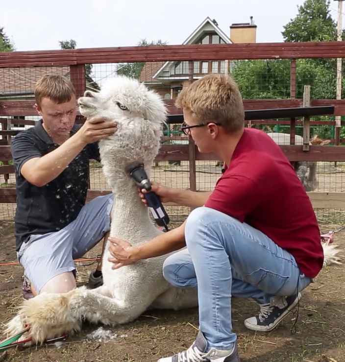 Как подстричь альпака