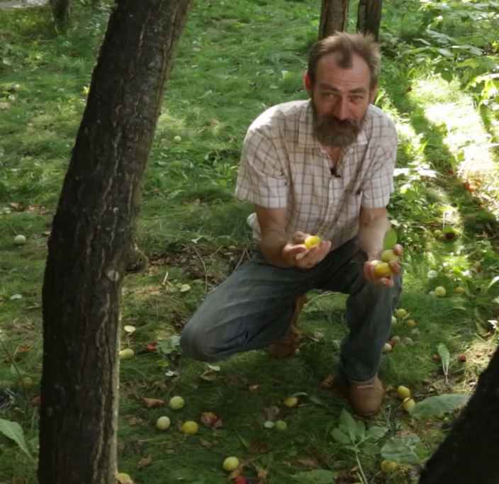 Как получить богатый урожай сливы