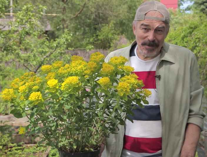 Как размножать молочай многоцветный