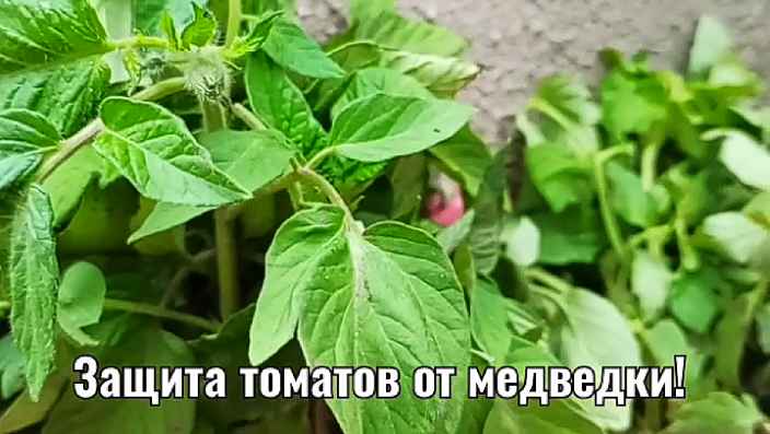 Как защитить помидоры от медведки