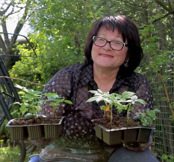 Размножаем малину корневыми черенками