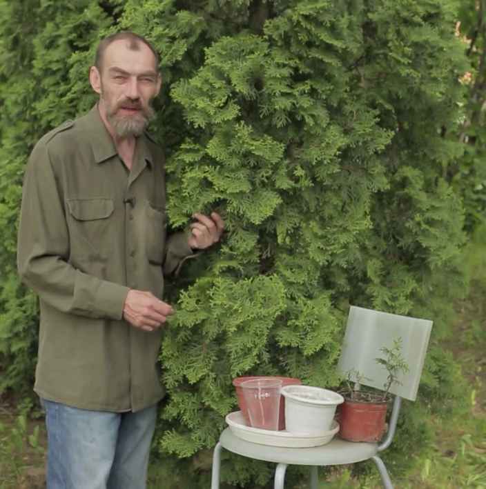 Как правильно размножать тую. Два способа