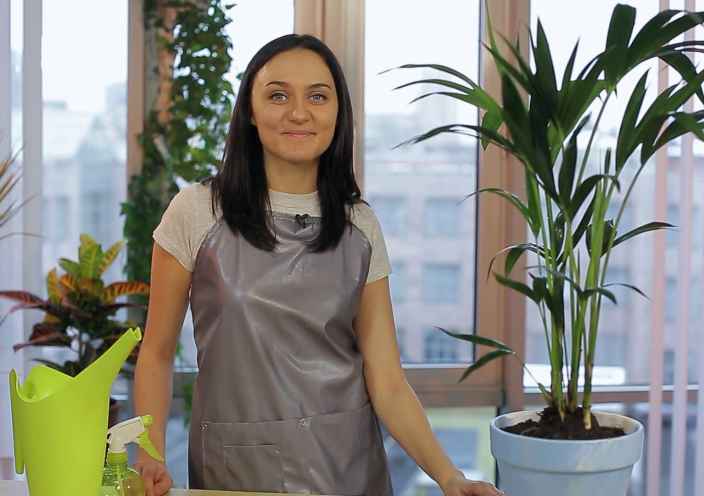 Ховея: как правильно ухаживать и пересадить