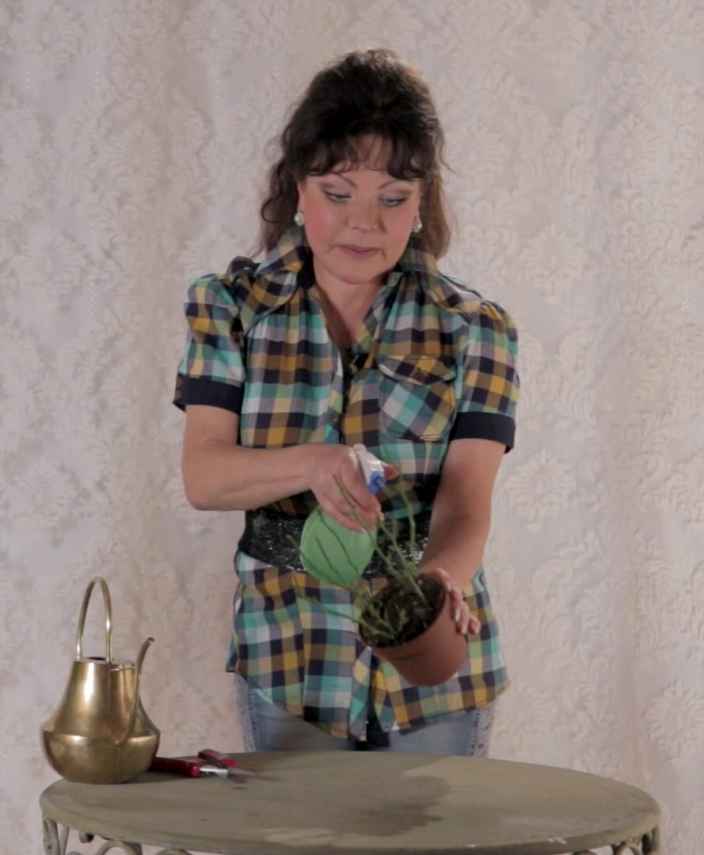Как хранить зимой розу с закрытой и открытой корневой системой