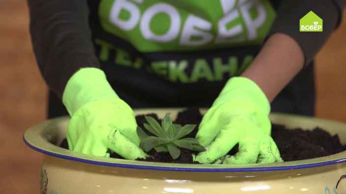 Декоративная композиция из суккулентов