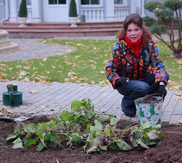 Деление многолетников осенью (на примере бруннеры)