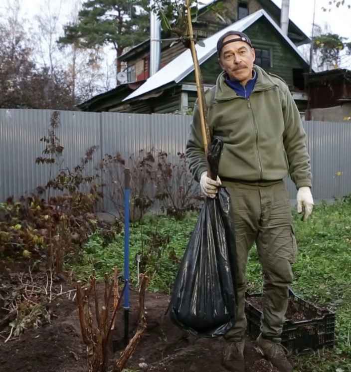 Как утеплять штамбовую розу на зиму
