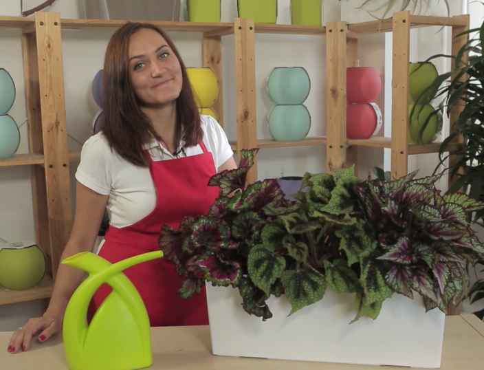 Декоративно-лиственная бегония: как правильно ухаживать и пересадить