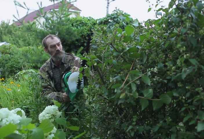 Как обрезать жасмин