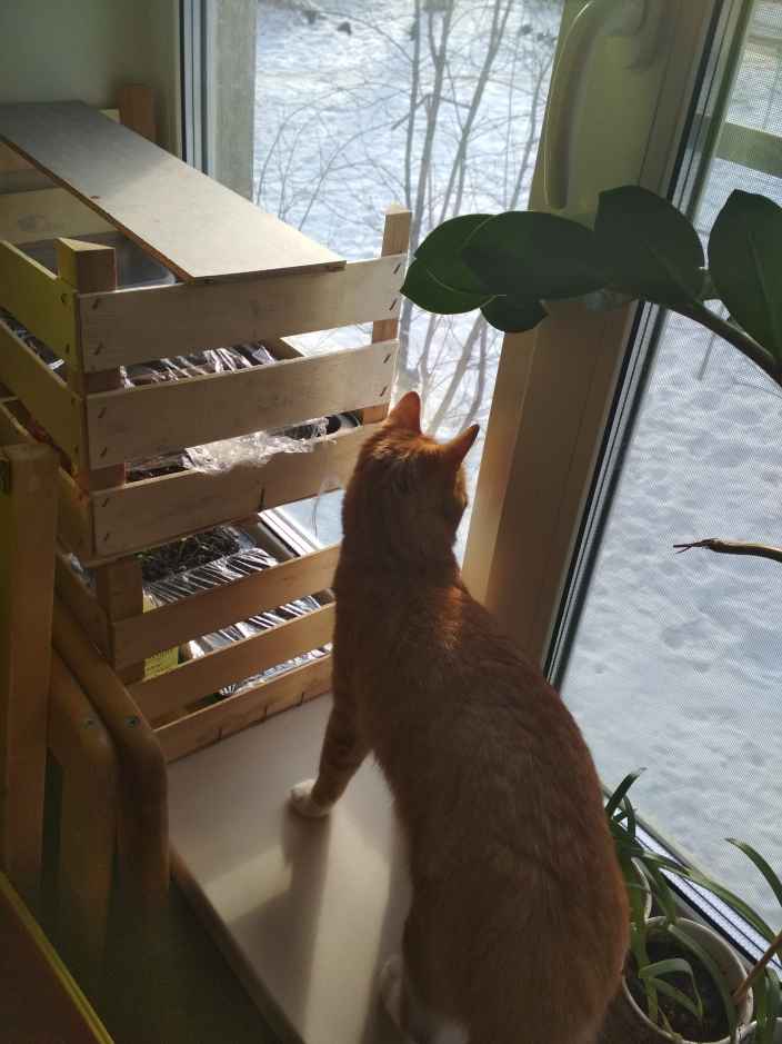Защитим рассаду от кота!