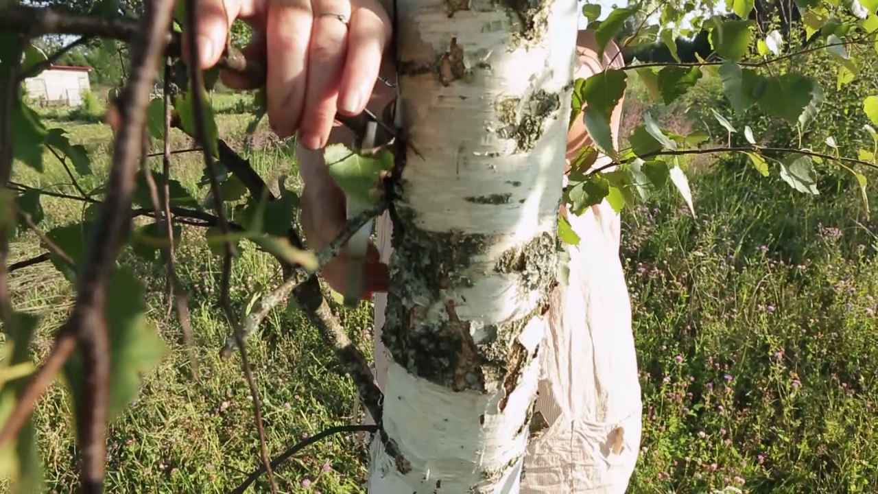Берёза