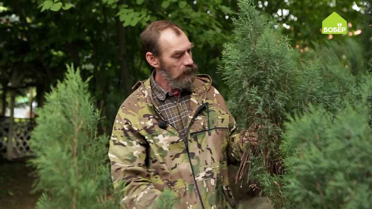 Способ № 1 — можжевельник
