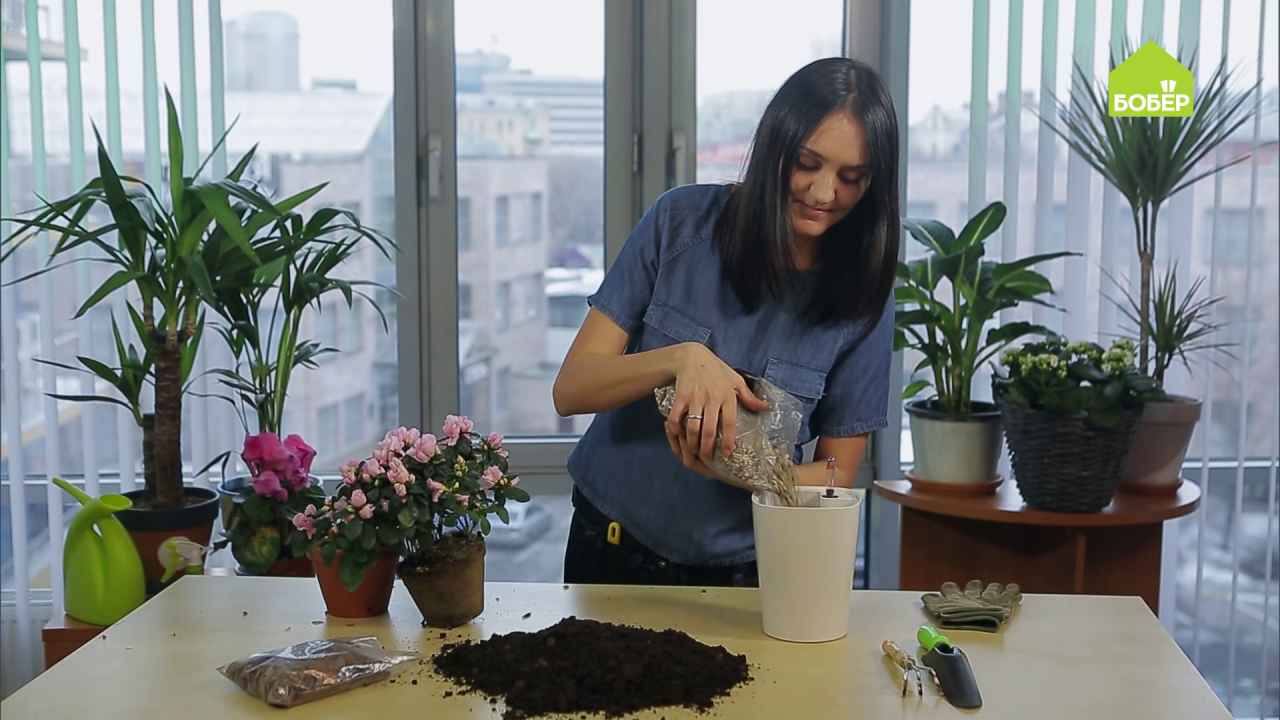 Как правильно пересадить