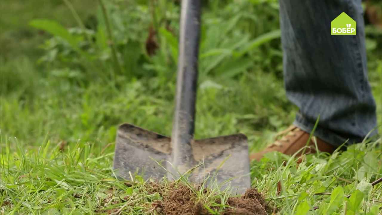 Сажаем росток грецкого ореха