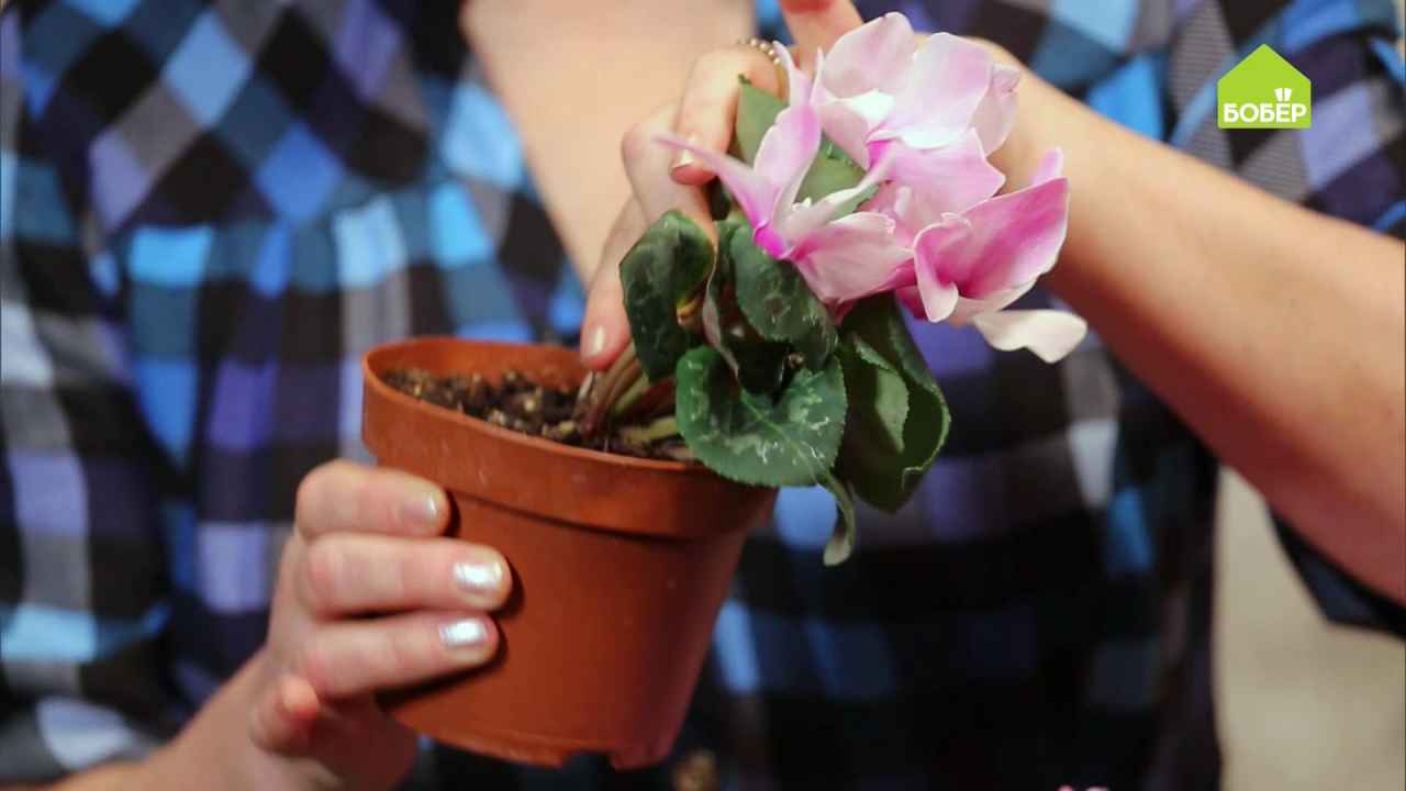 Если отцвёл цикламен