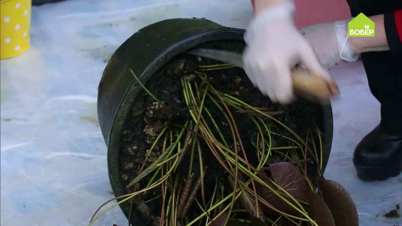 Как разделить кувшинку