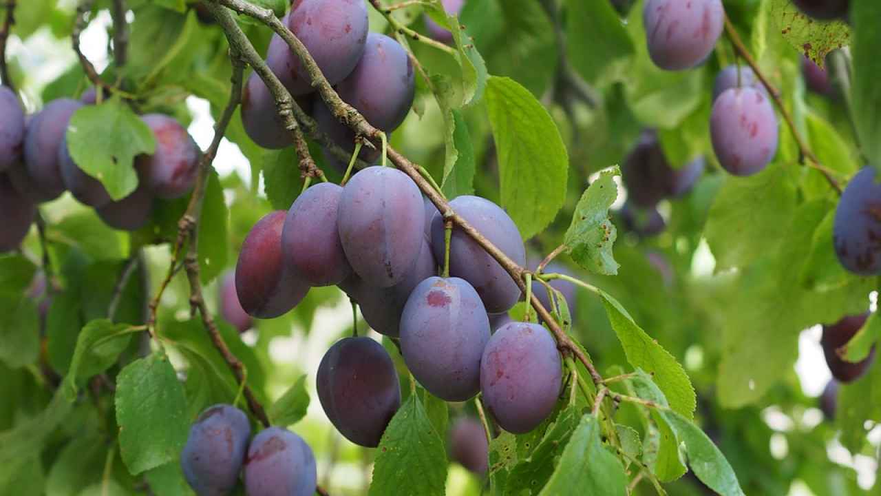 Какой сорт сливы самый хороший