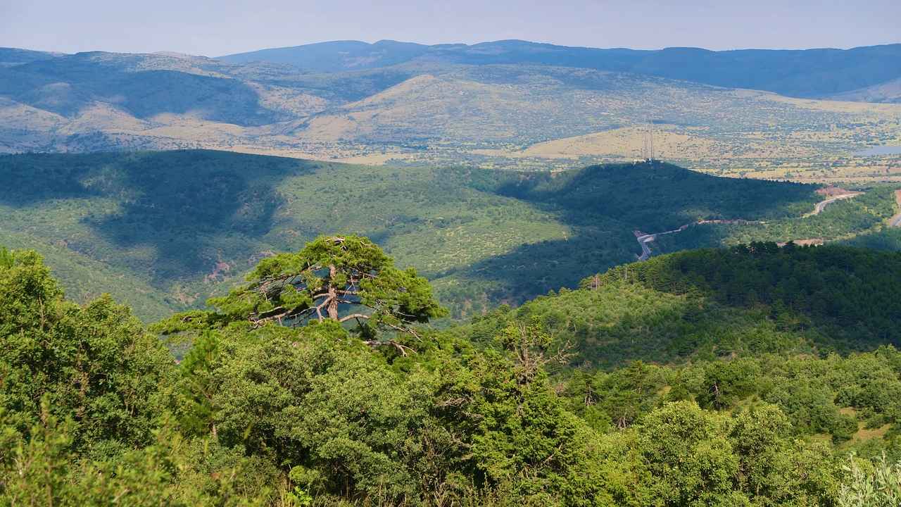 Какие бывают сорта можжевельника
