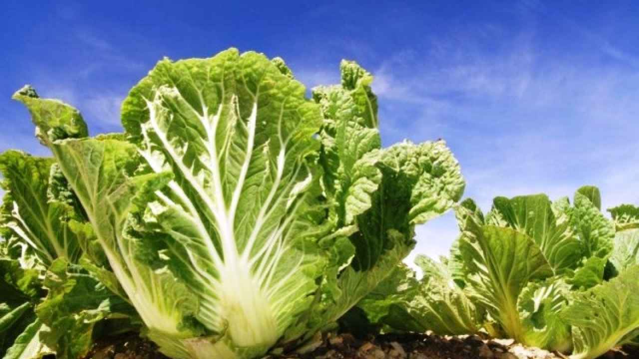Тонкости выращивания пекинской капусты