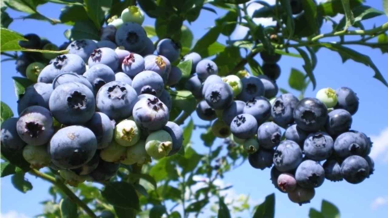 Посадите в саду голубику