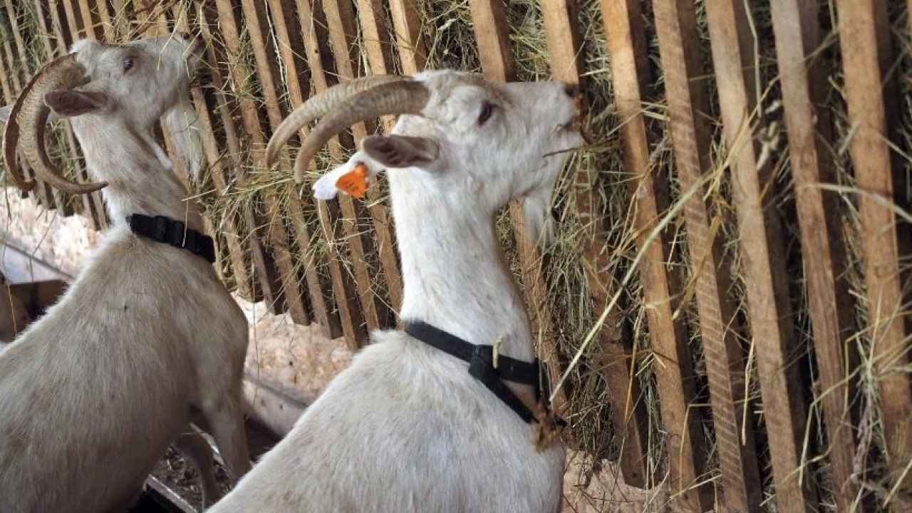 О козах с любовью