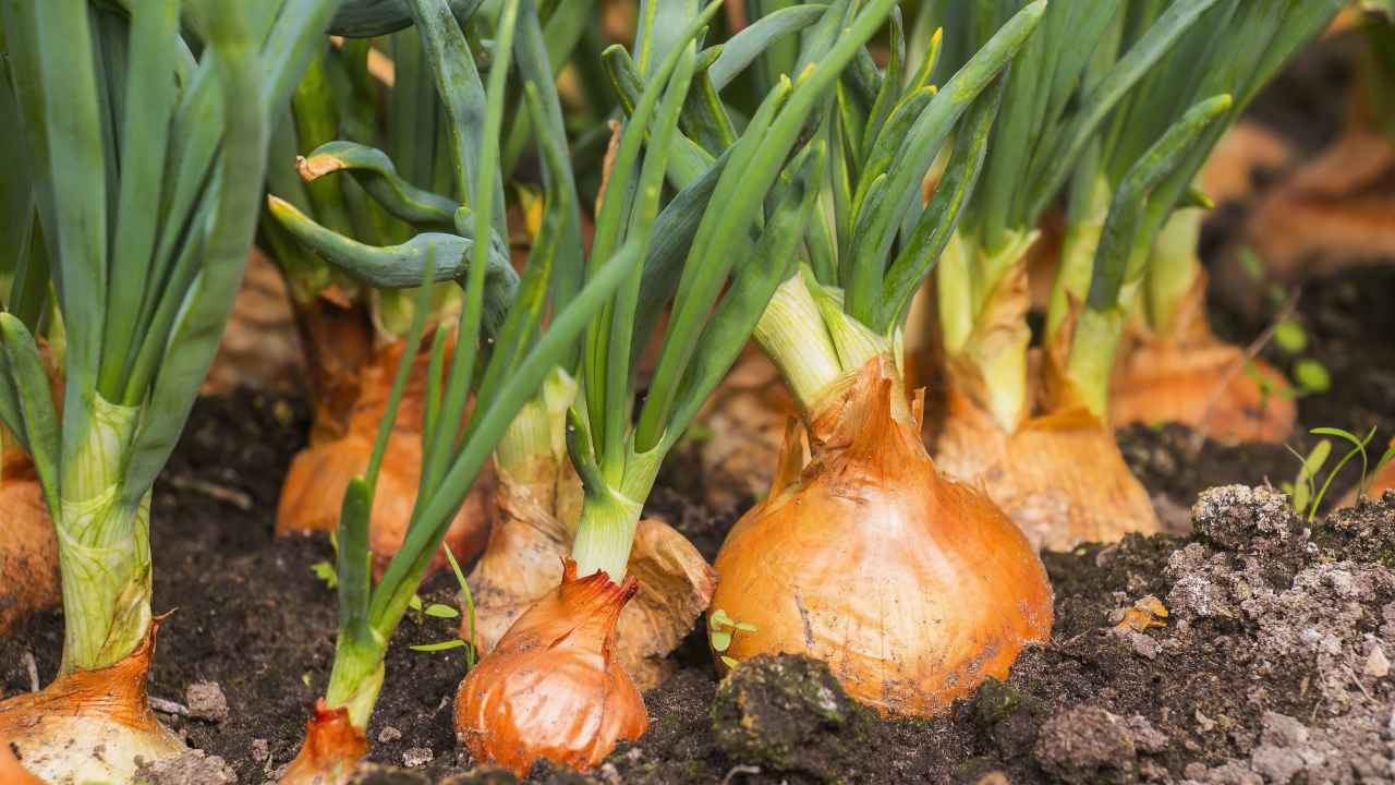 Фото: Inga Gedrovicha/Shutterstock