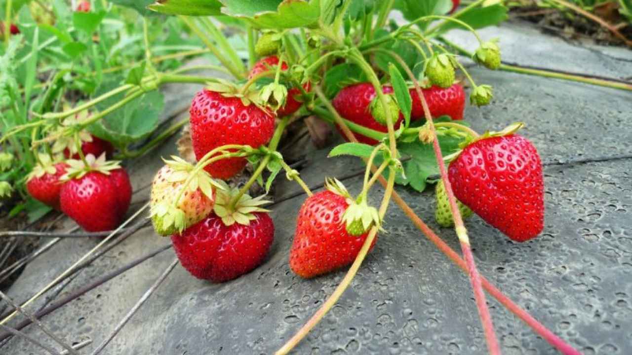 Клубника – посадка, уход, лучшие сорта
