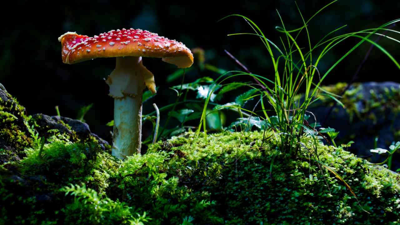 Фото: Mircea Costina/Shutterstock.com