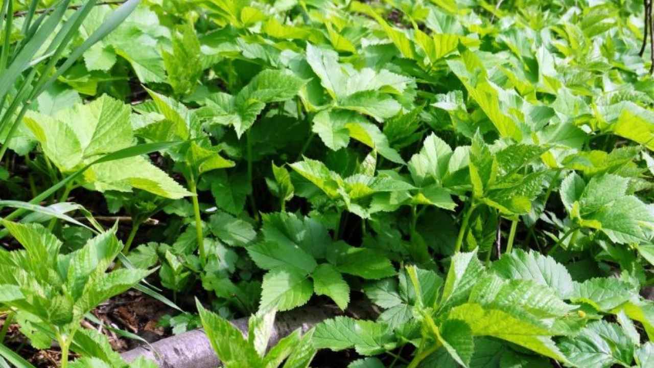 Как бороться с пятью самыми живучими сорняками