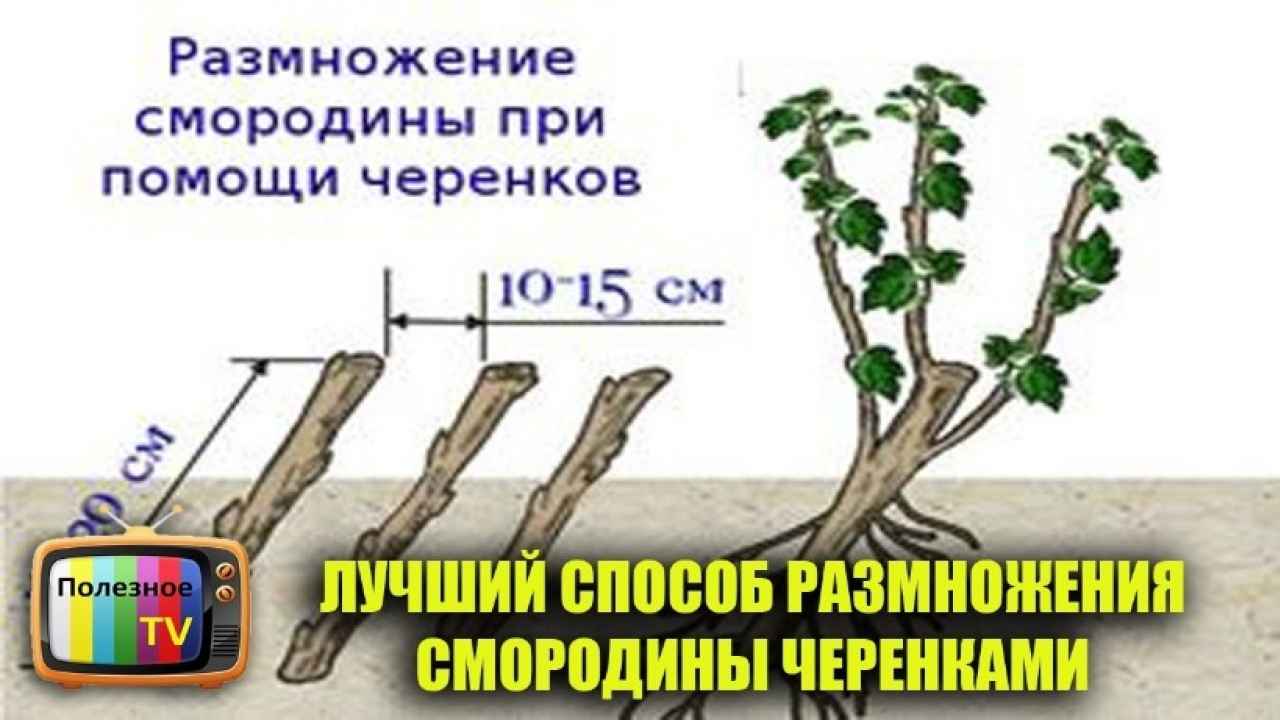 Размножение смородины черенками