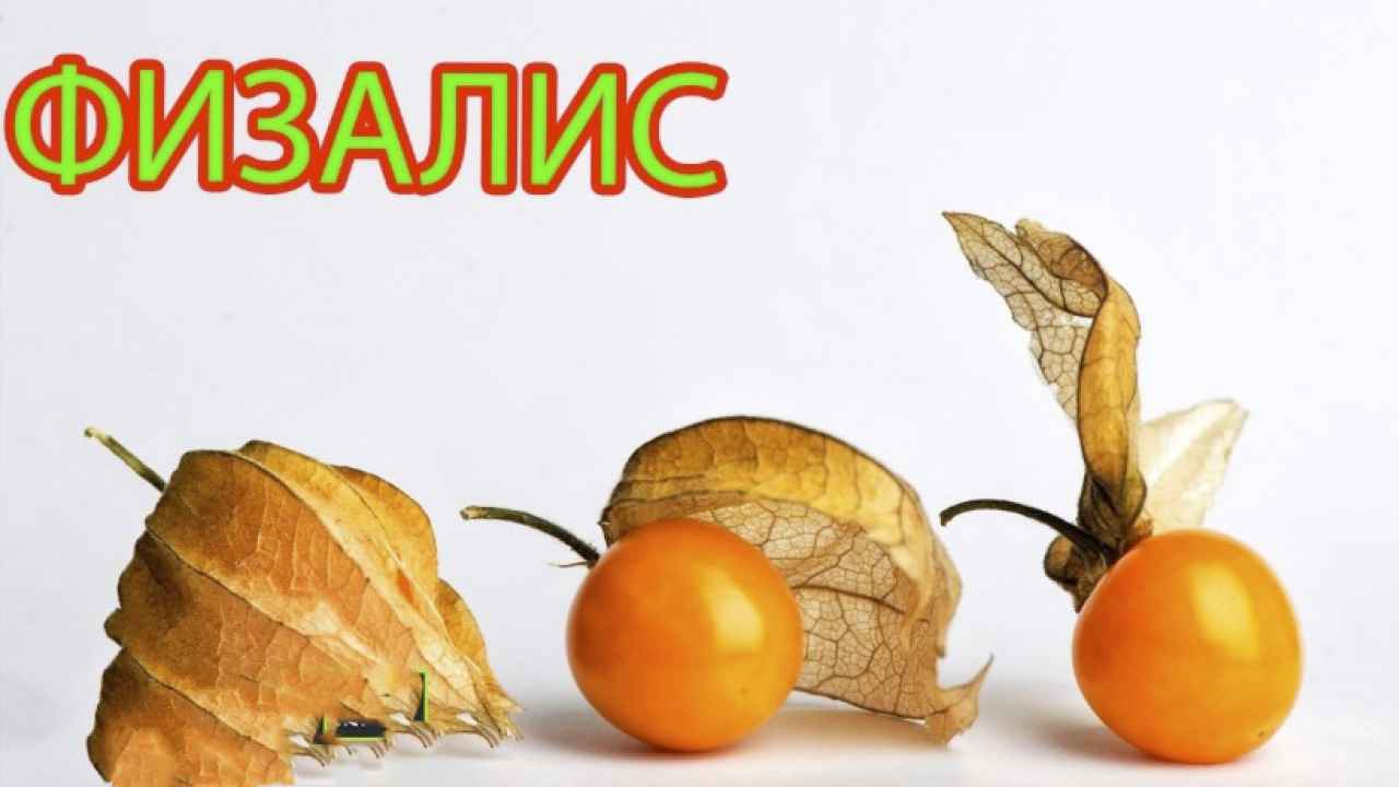 Плоды физалиса — выращиваем и готовим