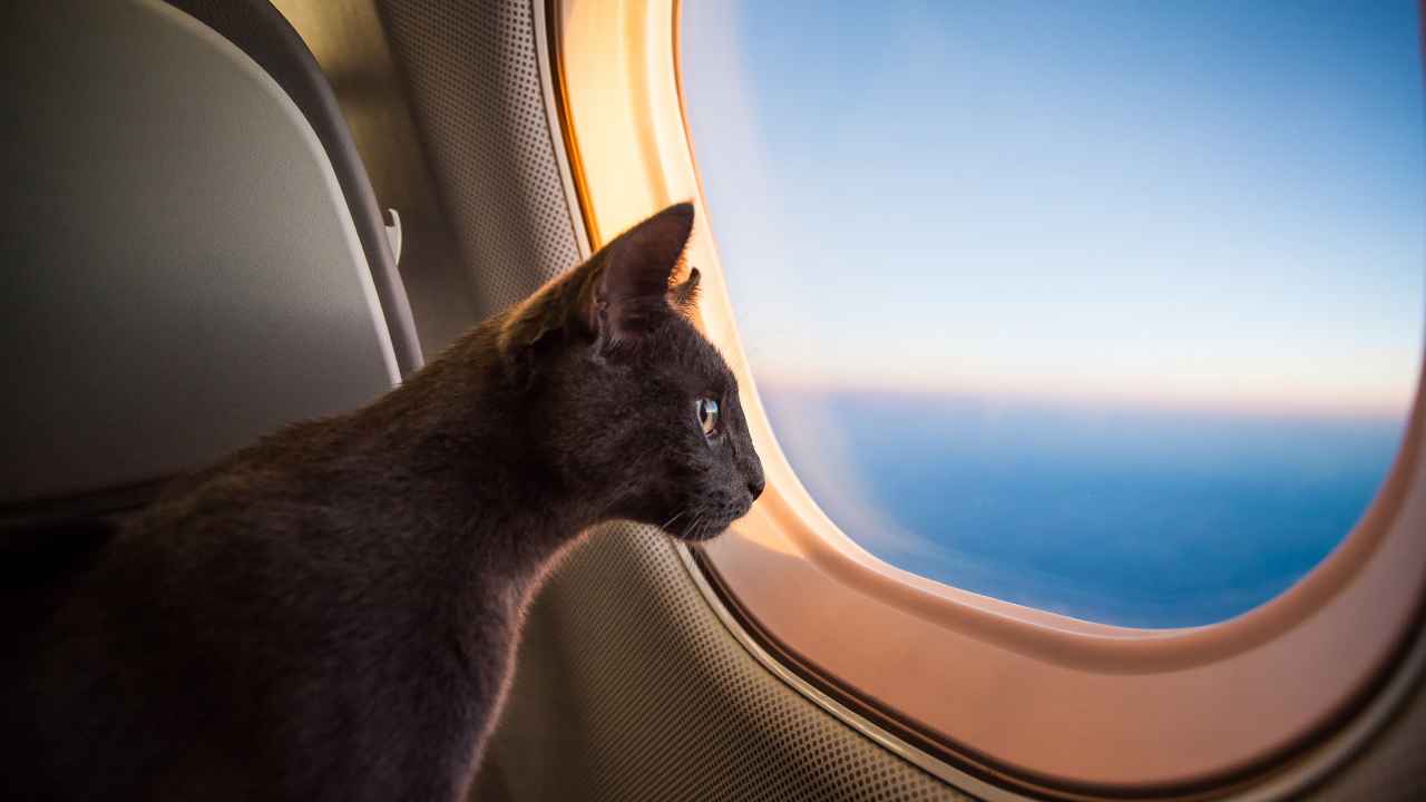 Фото: Photo Spirit/Shutterstock.com