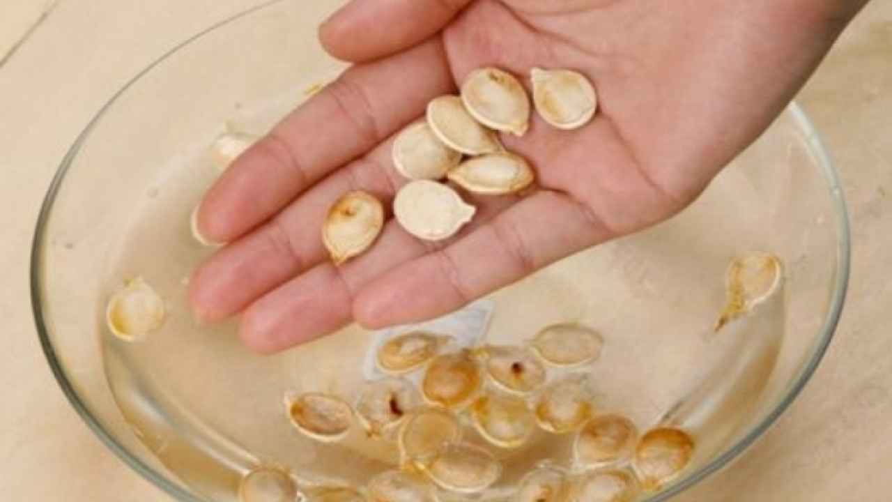 Подготовка семян