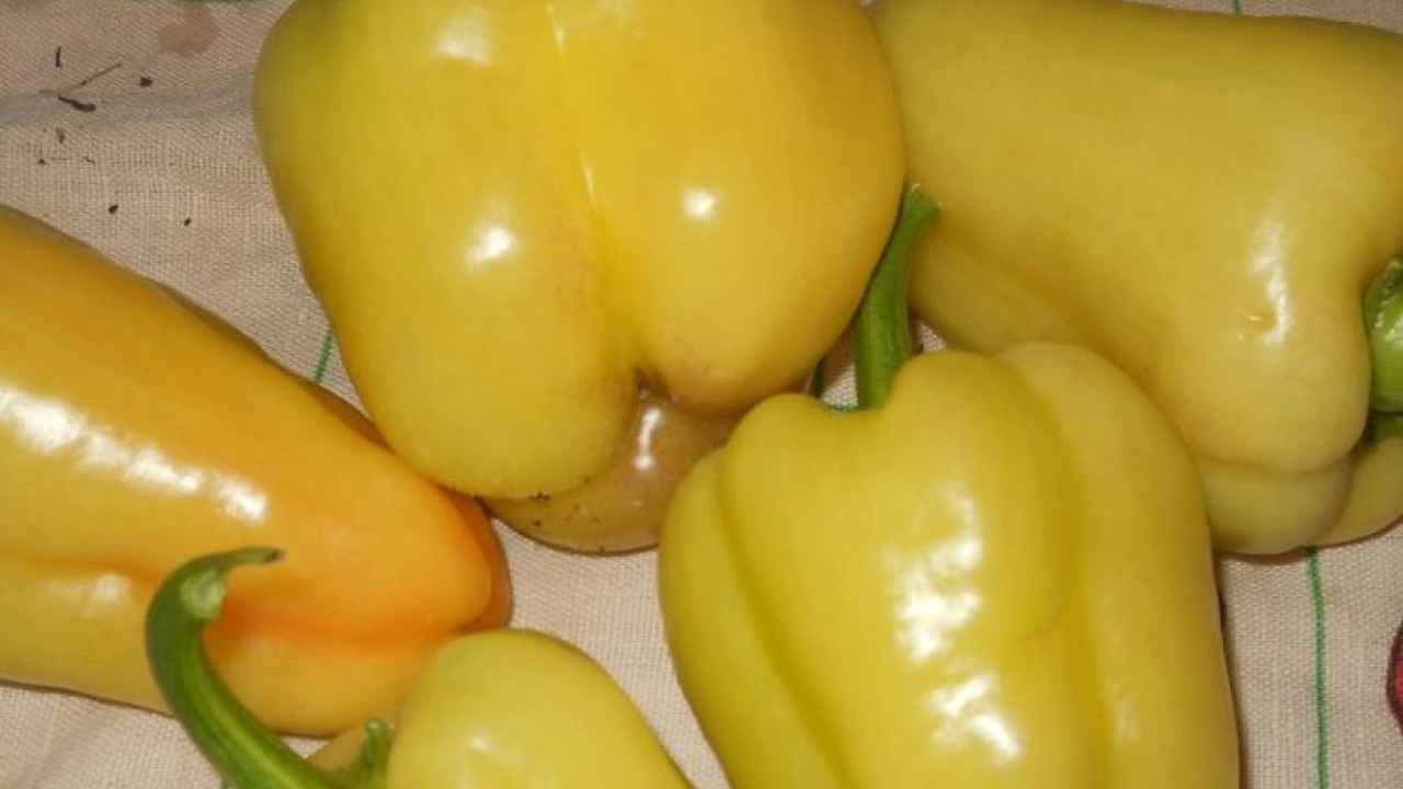 Крупные перцы — дачникам награда