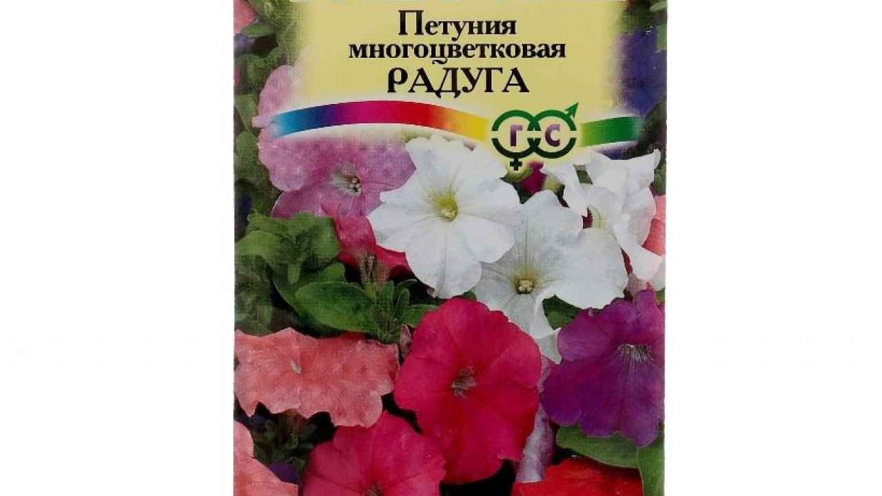 Петуния — все цвета радуги