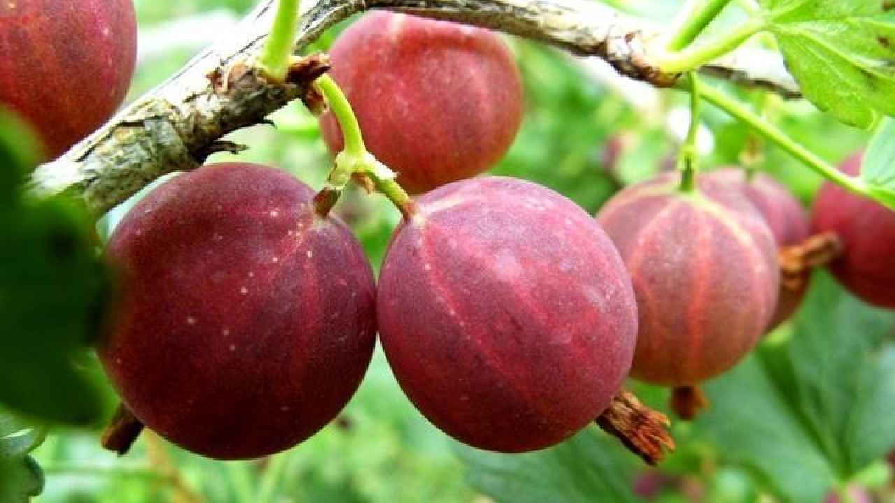 Крыжовник – основы грамотного выращивания