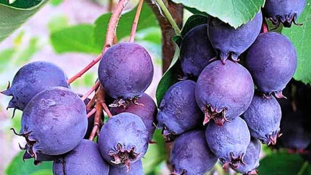 Ирга – описание, полезные свойства