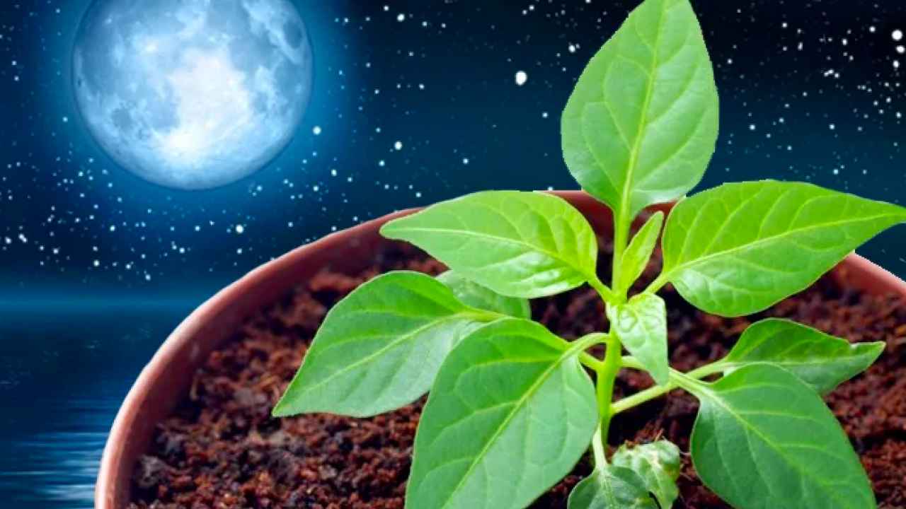 Лунный календарь для садоводов. Что это такое и как оно работает?