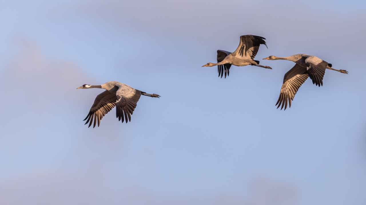 Фото: Rudmer Zwerver / Shutterstock