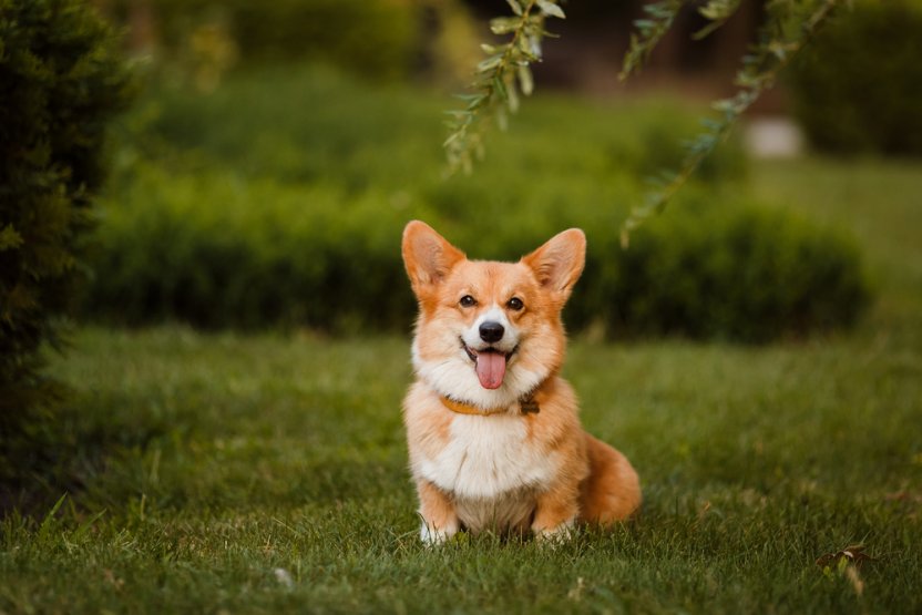Фото: shutterstock.com