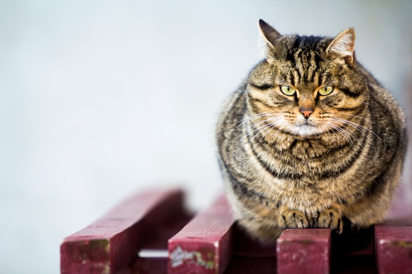 Фото: Shutterstock