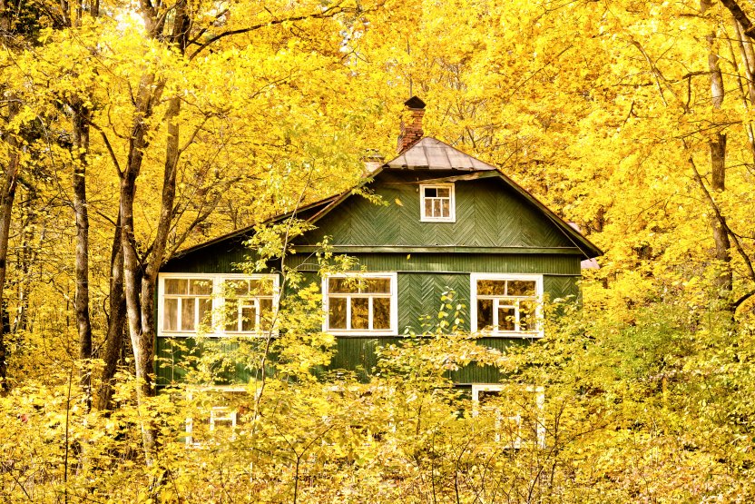 Фото: vaalaa/Shutterstock.com 